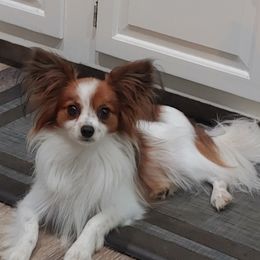 Ash - Papillon