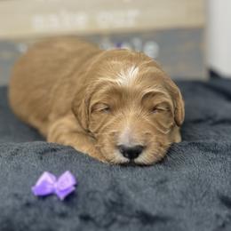 Purple Male - Apricot male Goldendoodle puppy in Great Falls, Montana from Montana Goldendoodles