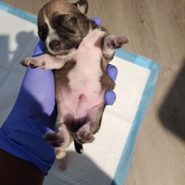 Chihuahua Puppies from Maldonado Pet Life Breeder LLC.