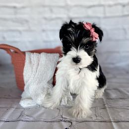 Miniature Schnauzer Puppies from Schnauzers on Robinson Lane