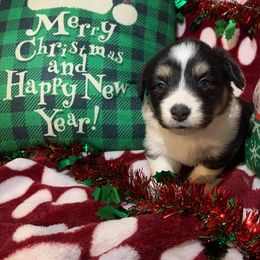 American Corgi and Pembroke Welsh Corgi Puppies from Koko's Kennels