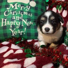 American Corgi and Pembroke Welsh Corgi Puppies from Koko's Kennels