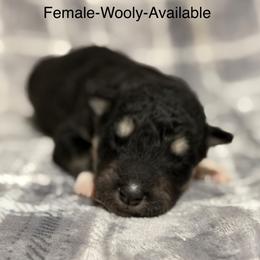 Girl 4 - Black and white female Alaskan Malamute puppy in Rensselaer, Indiana from Moot Manor Malamutes