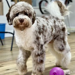 Bernedoodles, Cavapoos, and Sheepadoodles from GimiPup Doodles