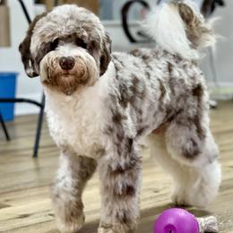 Bernedoodles, Cavapoos, and Sheepadoodles from GimiPup Doodles