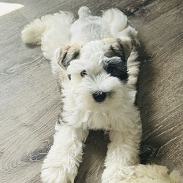 Miniature Schnauzer Puppies from LIZ FANCY SCHNAUZERS