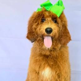 Harper's Lime Girl - Red  female Goldendoodle puppy in Kountze, Texas from Texas Doodles LLC