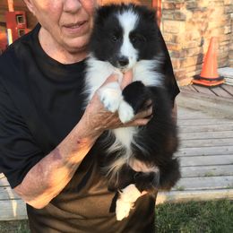 This little one is out going and loves toys. She is beautiful and a very happy girl . - Black and white female Shetland Sheepdog puppy in Evansville, Wyoming from Cindy Scott's Shetland Sheepdogs