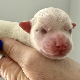 Boy Two - White male Havanese puppy in Charlotte, North Carolina from Butterfly Havanese