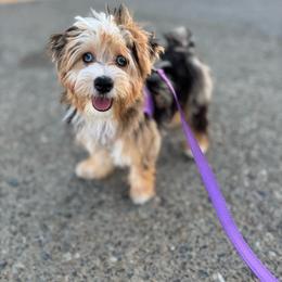 Nova - Yorkshire Terrier
