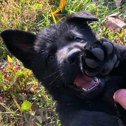German Shepherd Puppies from Fallamhain German Shepherds