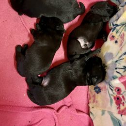 Boy 1 - Black male Scottish Terrier puppy in Chattanooga, Oklahoma from Lottie Dottie Scottie’s and Papillons
