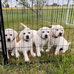 Girl 6 - Yellow Labrador Retriever puppy in Hutto, Texas from Texas Bluebonnet Labs