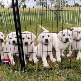 Girl 6 - Yellow Labrador Retriever puppy in Hutto, Texas from Texas Bluebonnet Labs