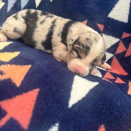 Charmaine - Blue merle female Australian Shepherd puppy in Takilma, Oregon from Little Elder Creek Australian Shepherds