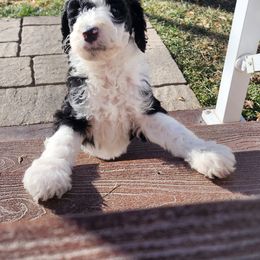 Sheepadoodle Puppies from Jaqueline Sparks