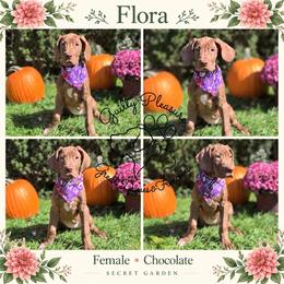 Flora - Chocolate female Great Dane puppy in Norton, Ohio from Guilty Pleasure Great Danes & Frenchies