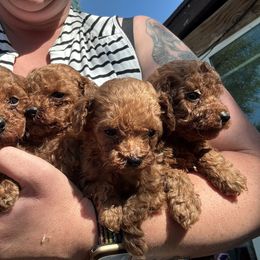 Boy 4 - Red  male Poodle puppy in Vista, California from Red Head Heaven Poodles