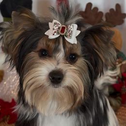 Jazz (Jasper) - Black tan and white male Biewer Terrier puppy in Rocklin, California from Precious Jewels Biewer Terriers