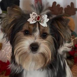 Jazz (Jasper) - Black tan and white male Biewer Terrier puppy in Rocklin, California from Precious Jewels Biewer Terriers