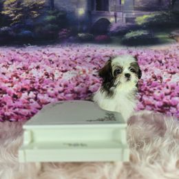 Honey - Tricolor female Shih Tzu puppy in Hialeah, Florida from Shih Tzu Miami