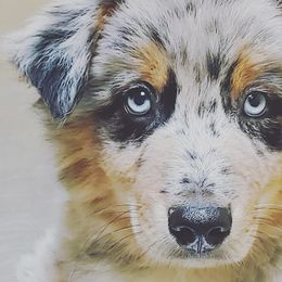 Australian Shepherds from Stormy Creek Aussies
