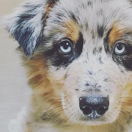 Australian Shepherds from Stormy Creek Aussies