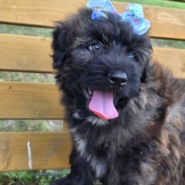 Molly - Black and brindle female Bouvier des Flandres puppy in Buffalo, Missouri from Noble Bouviers