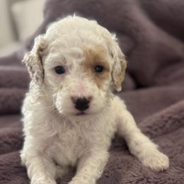 Boy 3 - male Goldendoodle puppy in Shreveport, Louisiana from Cottage Doodles