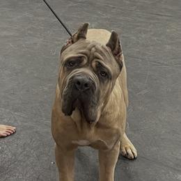 Brabus - Cane Corso