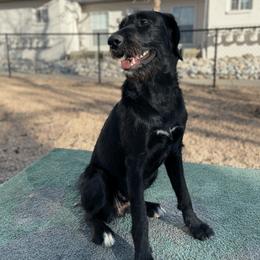 Rhea  - Labradoodle