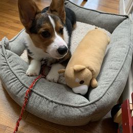 Pembroke Welsh Corgi Puppies from Top-Notch Paws