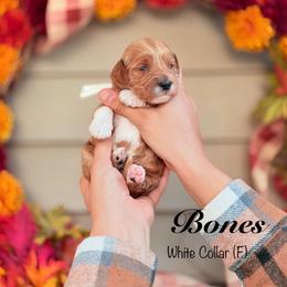 Bones - Apricot female Goldendoodle puppy in Mendon, Massachusetts from Comfort & Cuddle Co