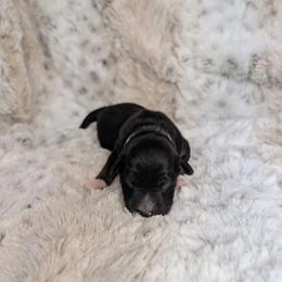 Hecate - Black tri female Miniature Australian Shepherd puppy in Bend, Oregon from Wonderland Aussies