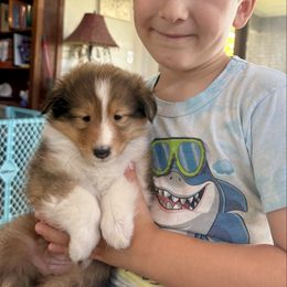 Raya Girl 2 - Sable and white female Shetland Sheepdog puppy in Catawba, North Carolina from Candescent Shetland Sheepdogs
