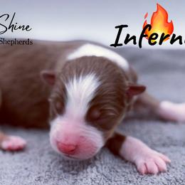 Inferno - Red tri-color male Australian Shepherd puppy in Greeneville, Tennessee from Storm Shine Australian Shepherds