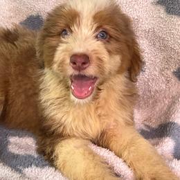Red and white merle 2 - Red merle female Aussiedoodle puppy in Punta Gorda, Florida from Blitzenhaus Working Dogs-Home of the Working Czech Shepherd and Rottweiler and Splash of Color Aussiedoodles