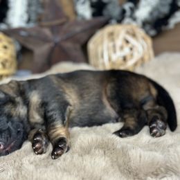 Xerox - Brown - Sable male German Shepherd puppy in Iola, Wisconsin from DeFelice's German Shepherds