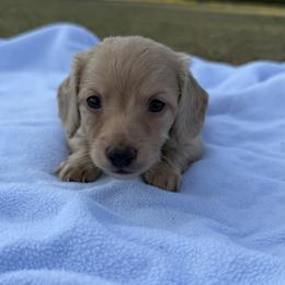 Stetson Wright - Cream male Dachshund puppy in Bradenton, Florida from Winsor Family Dachshunds