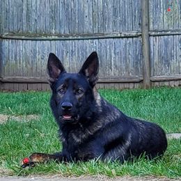 Brokk - German Shepherd