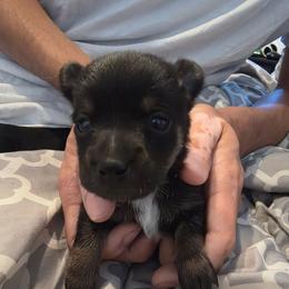 Raven - Black and tan male Chihuahua puppy in Bethlehem, Pennsylvania from Steel City Exotics