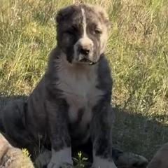 Boy 3 - Brindle male Armenian Gampr puppy in Neenach, California from The Mustangs Ranch