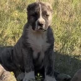 Boy 3 - Brindle male Armenian Gampr puppy in Neenach, California from The Mustangs Ranch
