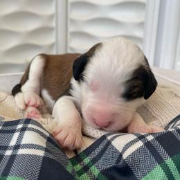Trinity - Brown and white female Sheepadoodle puppy in Rocky Point, North Carolina from CelticDoods