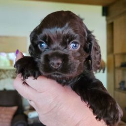 Cocker Spaniel Puppies from Cocker Paradise
