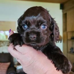 Cocker Spaniel Puppies from Cocker Paradise