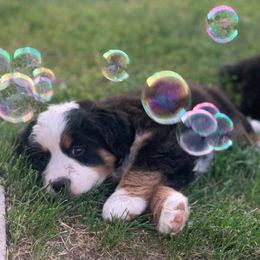 Bernese Mountain Dogs from Deniston Farm Berners