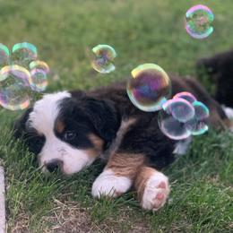 Bernese Mountain Dogs from Deniston Farm Berners