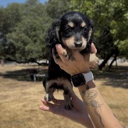 Black and Cream Longhair Female - Black and cream female Dachshund puppy in Killeen, Texas from Southern Dachshunds