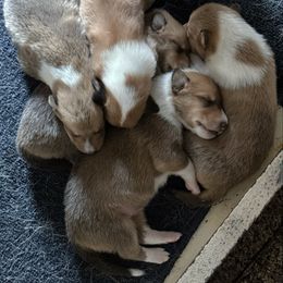 Girl 4 - Sable female Collie puppy in Tinley Park, Illinois from Rohde Collies & Shetland Sheepdogs